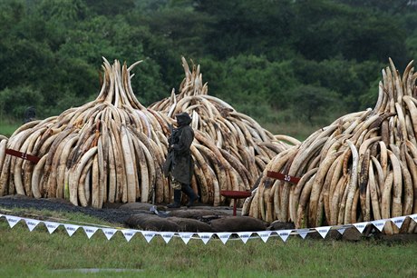 V Keni se podailo zabavit rekordní mnoství slonoviny - 105 tun