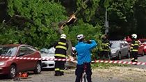 Strom zdemoloval auto. | na serveru Lidovky.cz | aktuální zprávy