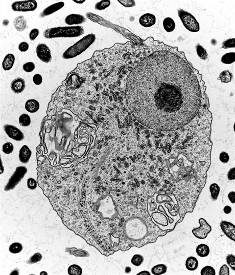 etí vdci objevili organizmus, který funguje i bez mitochondrií