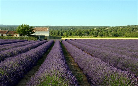 Rozkvetlá levandulová pole lákají do Provence spoustu cestovatel