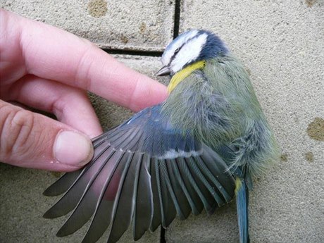 Více ne stovka pták uhynula po nárazu do oken budovy Pírodovdecké fakulty...