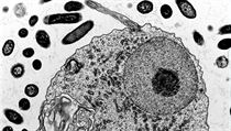 Čeští vědci objevili organizmus, který funguje i bez mitochondrií | na serveru Lidovky.cz | aktuální zprávy