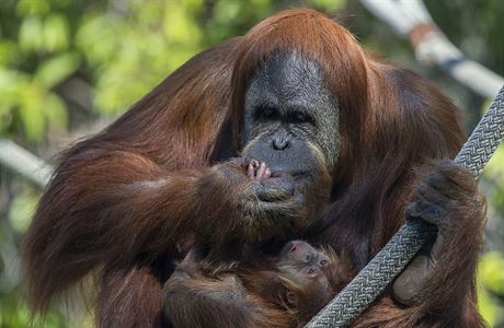Orangutan (ilustraní foto)