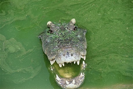Krokodýl - ilustraní foto