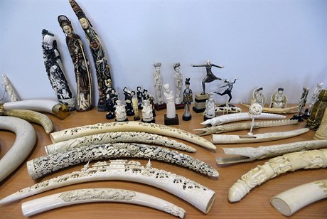 etí celníci odhalili obchodníky s tygími kostmi a se slonovinou.