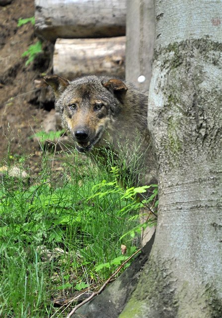 Vlk v jihlavské zoo.