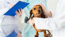 Pes u veterináře (ilustrační foto) | na serveru Lidovky.cz | aktuální zprávy
