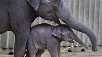V pražské zoologické zahradě pokřtili 11. června slůně, které se narodilo... | na serveru Lidovky.cz | aktuální zprávy