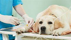 Pes u veterináe (ilustraní foto)