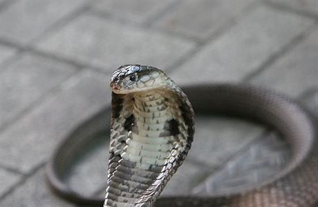 Kobra monoklová (Naja kaouthia)