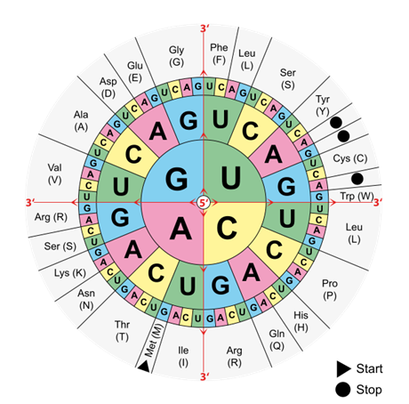 Genetický kód uruje, které kombinace písmen (bází) DNA nebo mRNA oznaují...