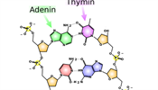 Chemick struktura DNA s vyznaenm provnm bz