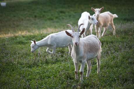 Mezi zvíata, které komunita chová, patí i kozy a ovce.