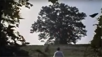 Záběr na dub z filmu Vykoupení z věznice Shawshank. | na serveru Lidovky.cz | aktuální zprávy