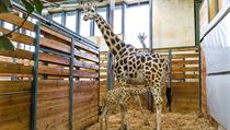 Samice žirafy Rothschildovy Eliška porodila v pražské zoologické zahradě v noci... | na serveru Lidovky.cz | aktuální zprávy
