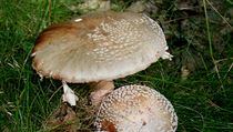 Muchomůrka růžovka alias masák | na serveru Lidovky.cz | aktuální zprávy