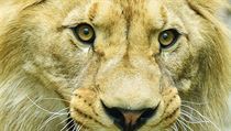 Oslavenec liberecké ZOO, lev berberský a jeho hrozivý výraz. | na serveru Lidovky.cz | aktuální zprávy
