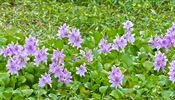 Tokozelka vodn hyacint (Eichhornia crassipes)