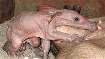 Nový přírůstek hrabáče kapského v pražské zoo, mládě se narodilo v neděli 21.... | na serveru Lidovky.cz | aktuální zprávy