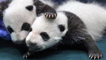 Jednoměsíční panda. | na serveru Lidovky.cz | aktuální zprávy