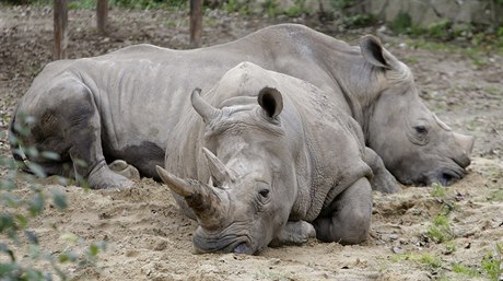 Nosoroci odpoívají ve svém výbhu v zoo ve Dvoe Králové.