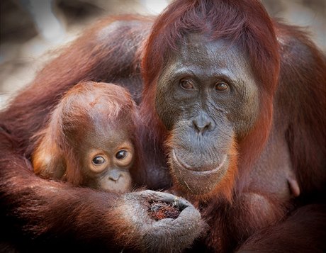 Orangutan s mládtem (ilustraní foto).