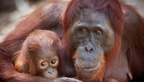 Orangutan s mládětem (ilustrační foto). | na serveru Lidovky.cz | aktuální zprávy