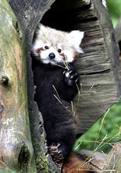 Ve zlínské zoologické zahradě se narodila dvojčata pandy červené Mláďata se narodila šestileté samici Chantal a stejně starému samci Kristiánovi. | na serveru Lidovky.cz | aktuální zprávy