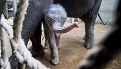 Sln slona indického, které se narodilo v praské zoo samici Tamae