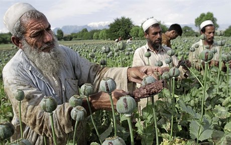Afghánci získávají z makovic surovinu potebnou k výrob opia.
