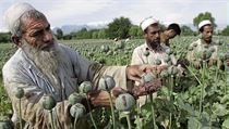 Afghánci získávají z makovic surovinu potřebnou k výrobě opia. | na serveru Lidovky.cz | aktuální zprávy