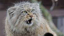 Manul | na serveru Lidovky.cz | aktuální zprávy