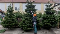 Nejprodávanějšími druhy stromů v Čechách zůstávají jedle kavkazská nebo různé... Nejprodávanějšími druhy stromů v Čechách zůstávají jedle kavkazská nebo různé...