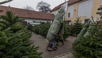 Vánoční stromek by měl být kupován zásadně u venkovních prodejců, kde nehrozí,... Vánoční stromek by měl být kupován zásadně u venkovních prodejců, kde nehrozí,...