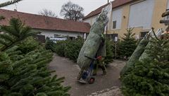 Vánoní stromek by ml být kupován zásadn u venkovních prodejc, kde nehrozí,...