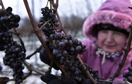 Ledového vína bude z letoní sklizn patrn mén ne v minulých letech