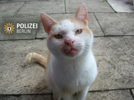 Berlínská policie zveejnila fotografii koky v souvislosti s pipravovanou...