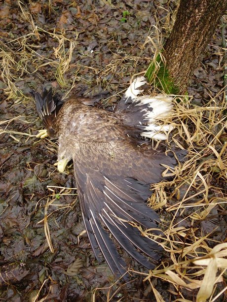 Kriminální policie eí nález dvou mrtvých orl moských a liky na Tachovsku.