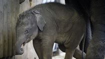 Slůně, které se narodilo začátkem října v pražské zoo, na snímku z 27.... | na serveru Lidovky.cz | aktuální zprávy
