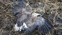 Kriminln policie e nlez dvou mrtvch orl moskch a liky na Tachovsku.