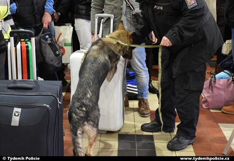 Policejní pes oichává podezelé zavazadlo.