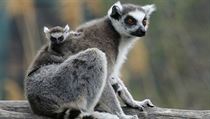Lemur kata. | na serveru Lidovky.cz | aktuální zprávy