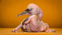 Mládě pelikána narozená začátkem roku 2017 v liberecké zoo. | na serveru Lidovky.cz | aktuální zprávy