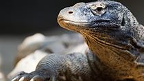 Samice varana komodského Aranka. | na serveru Lidovky.cz | aktuální zprávy