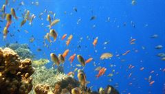 Potápní s pestrobarevnými rybikami
