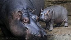 Mlád hrocha s matkou v praské zoo.