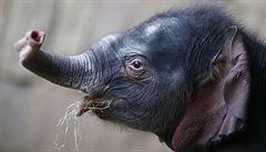 Sloní mlád, které se v roce 2016 narodilo v berlínské zoo.