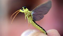 Jepice dlouhochvostá (Palingenia longicauda).