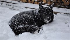 Pes v zim