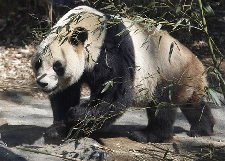Samec pandy velké